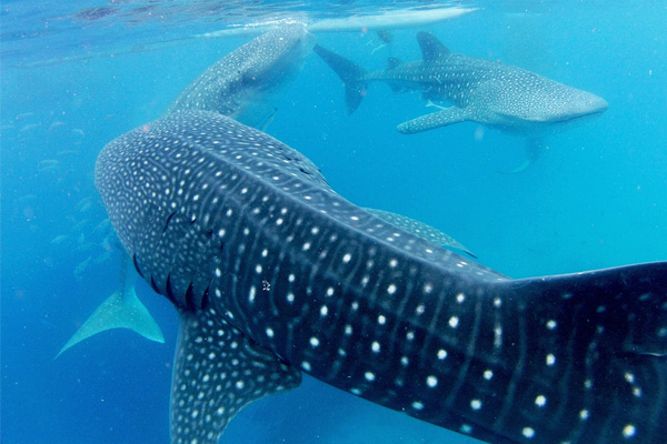 ジンベイザメウォッチング